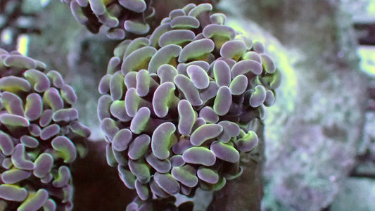 Carbon hammer 1” frag