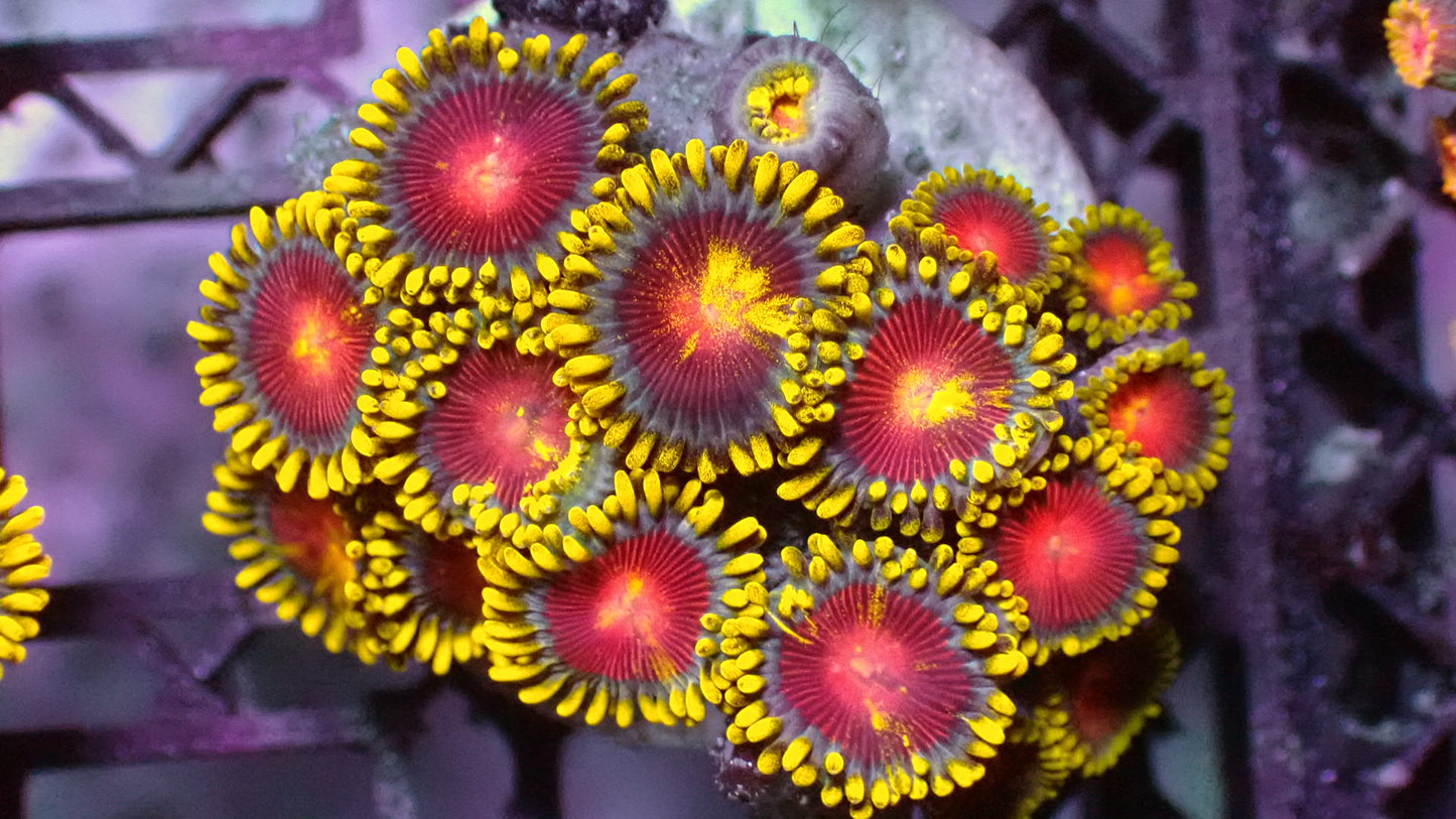 Yellow brick road zoas 1” frag (3+ heads)
