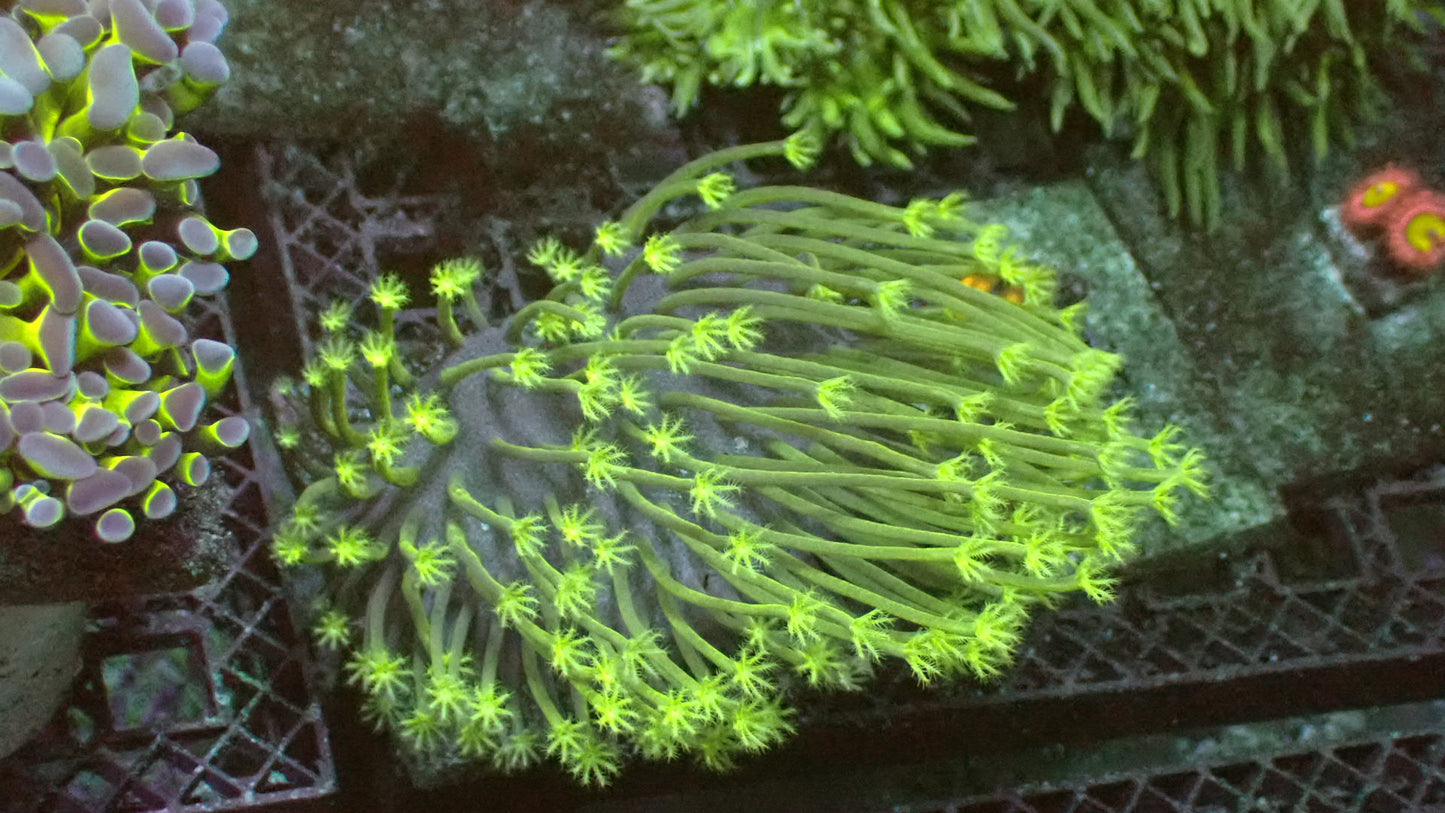 Weeping willow toadstool 1” frag