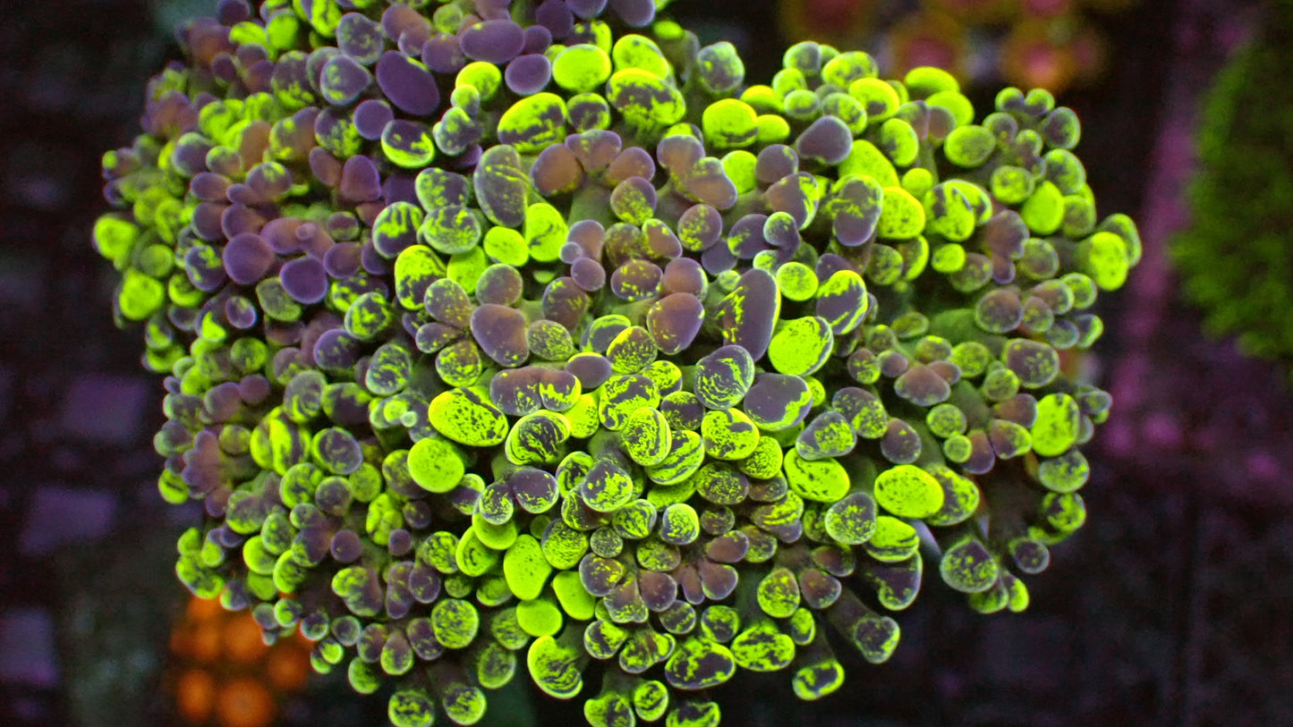 Splatter hammer 1” frag