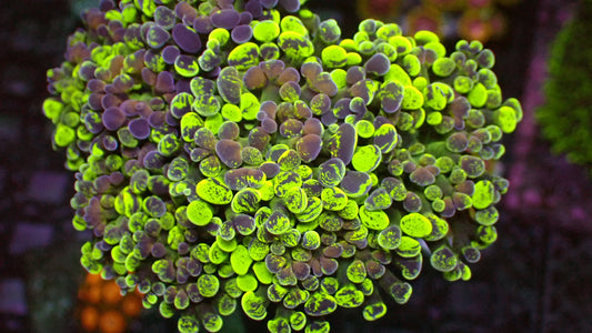 Splatter hammer 1” frag