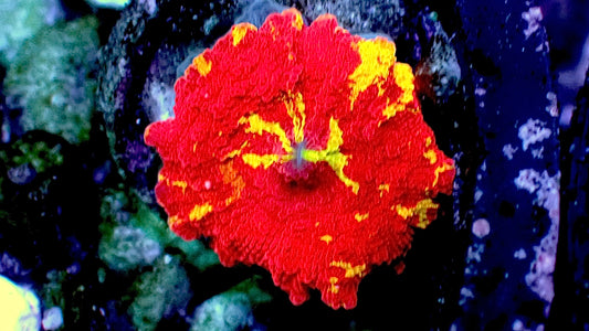 Jawbreaker mushroom 1” WYSIWYG