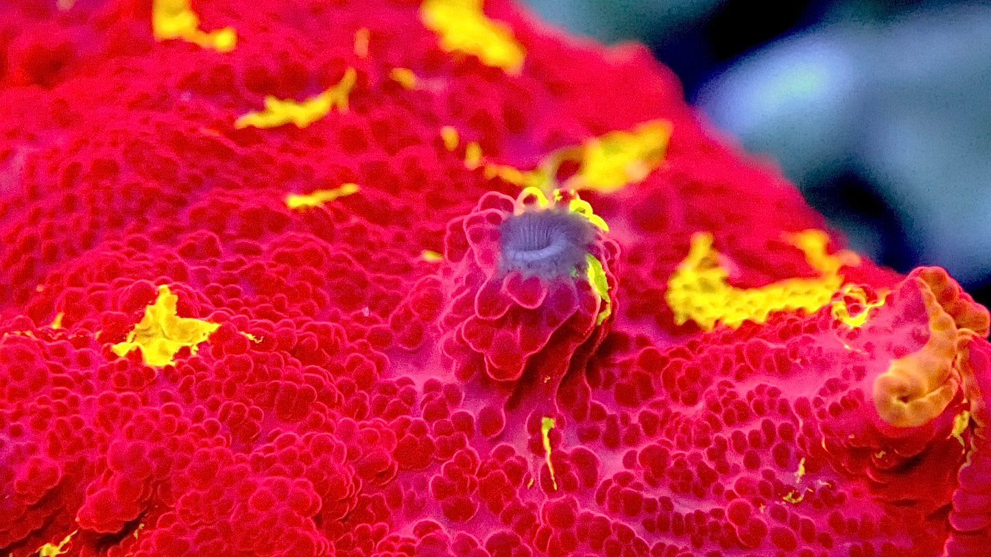 Jawbreaker mushroom 1” WYSIWYG