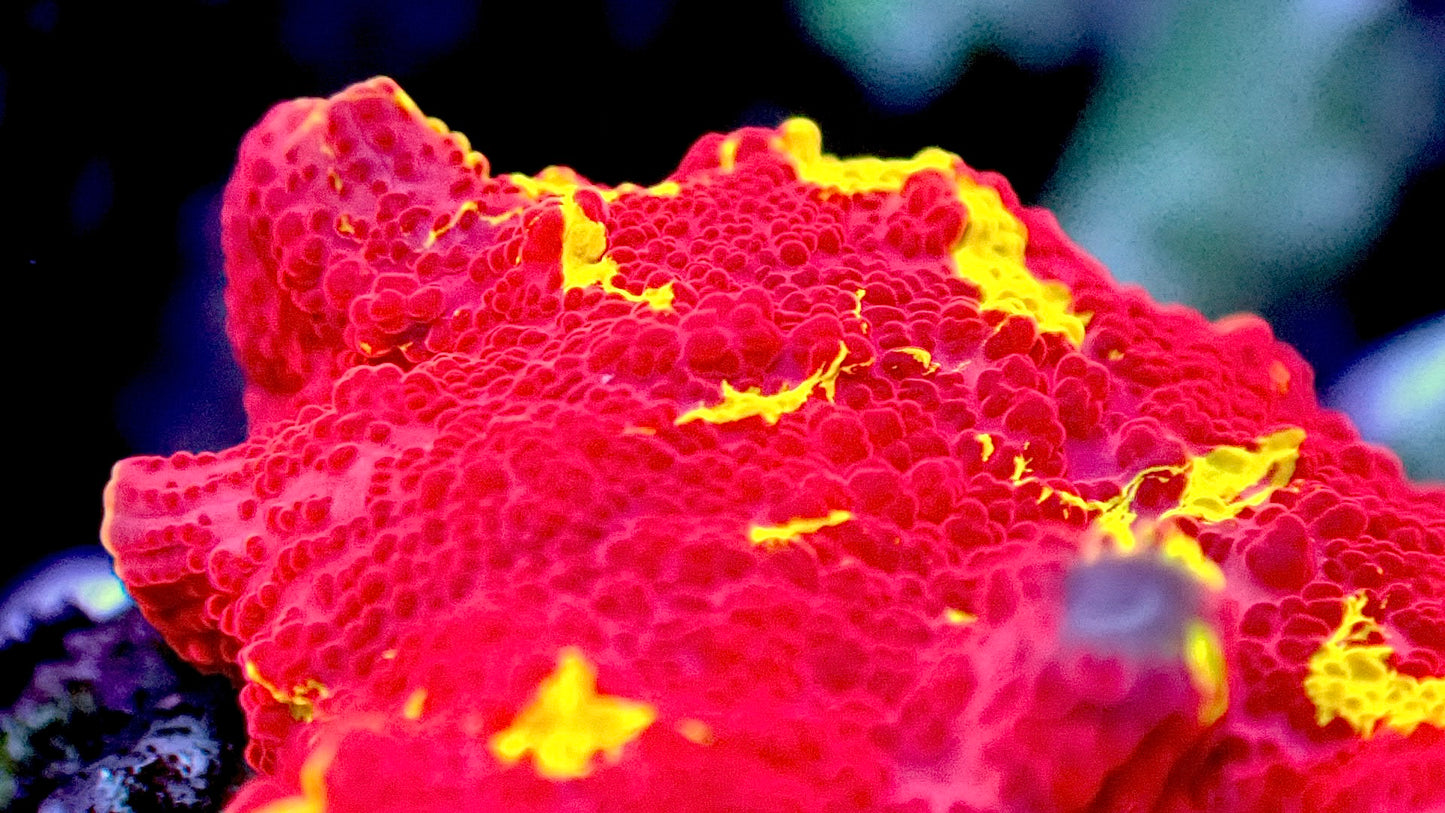 Jawbreaker mushroom 1” WYSIWYG