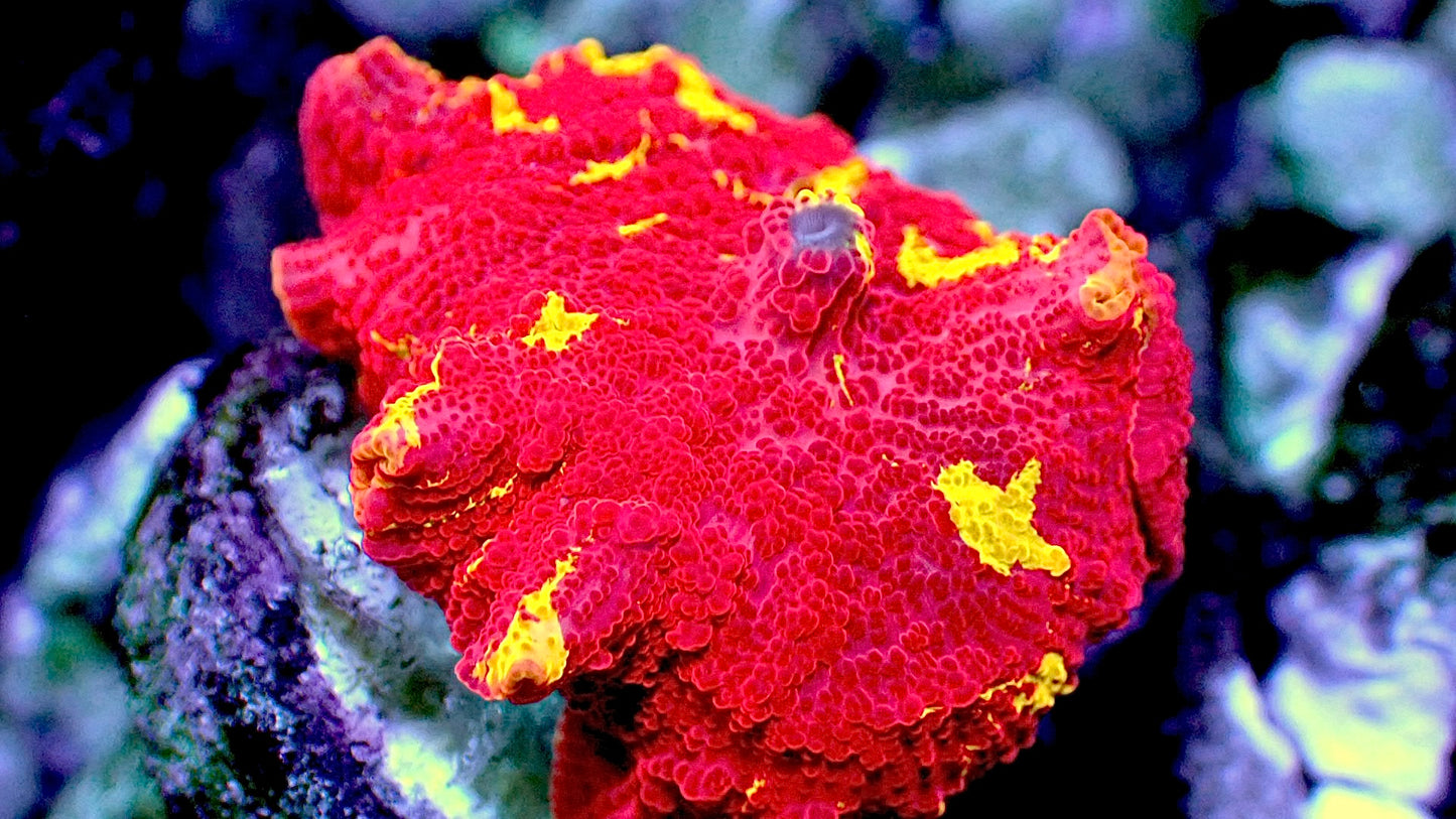 Jawbreaker mushroom 1” WYSIWYG