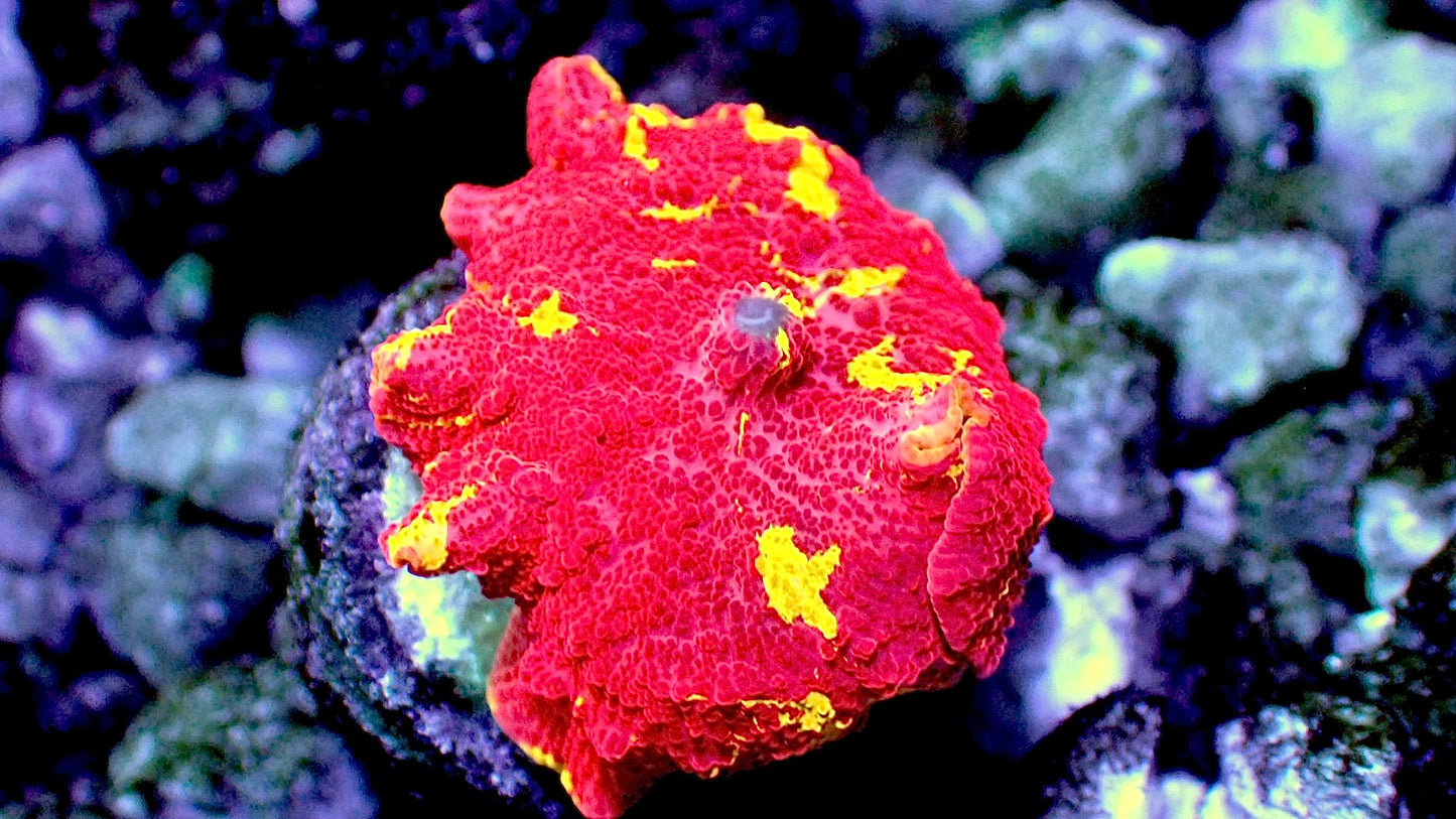 Jawbreaker mushroom 1” WYSIWYG