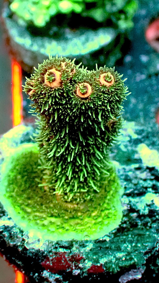 Hairy baboon millepora 1” frag