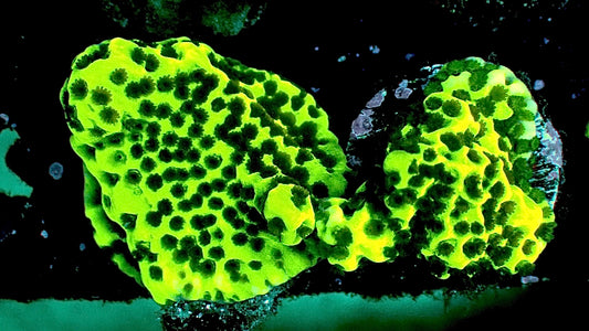 Neon green spongodes monti 1” frag