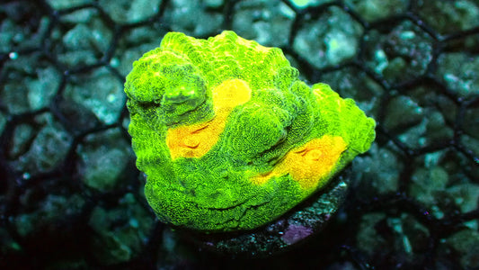 Space invader pectinia 1” frag