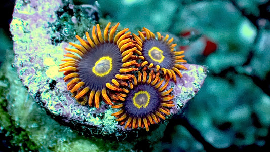 Rainbow hornets 1” frag