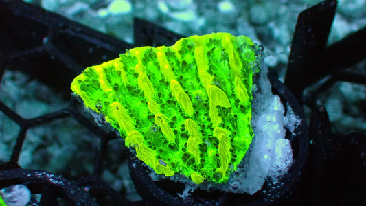Neon green Hynophora plate 1” frag