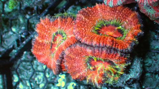 Tropic acan lord 1” frag