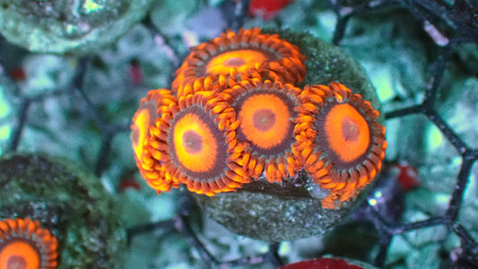 Orange oxide zoas 1” frag