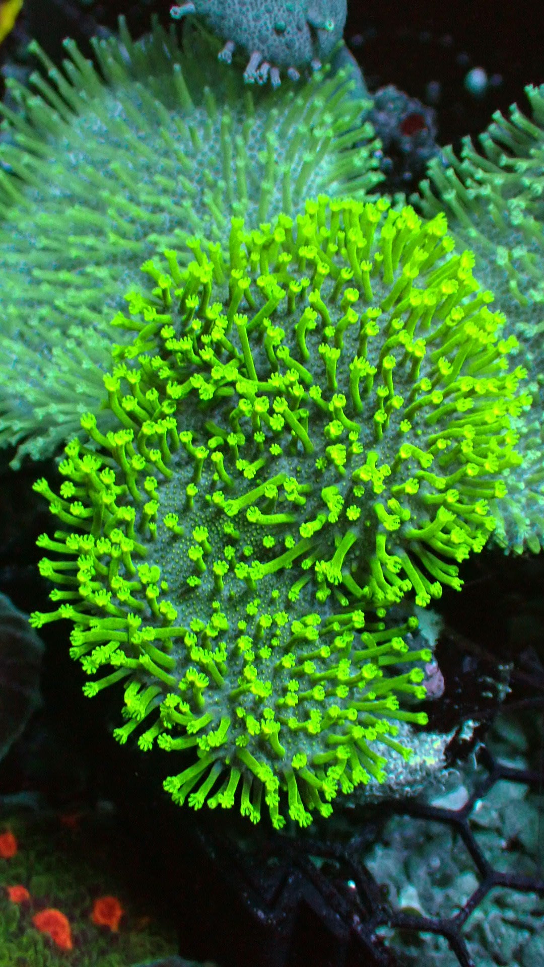 Tyree green toadstool 1” frag