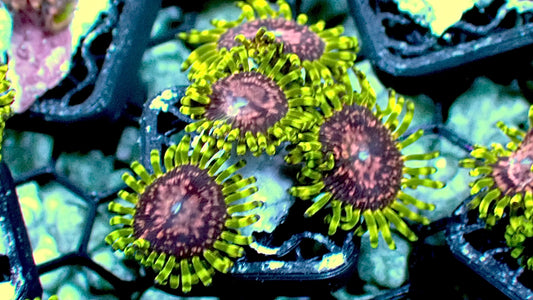 Purple monster zoas 1” frag