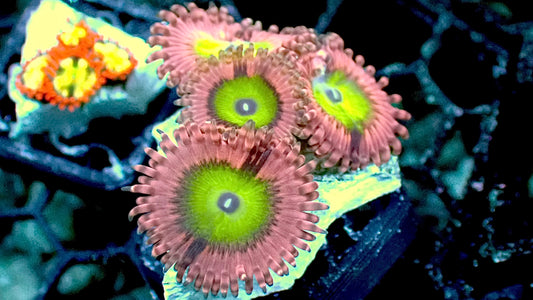 Pink hippo zoas 1” frag