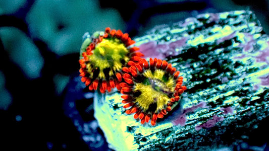 Alpha omega zoas 1” frag