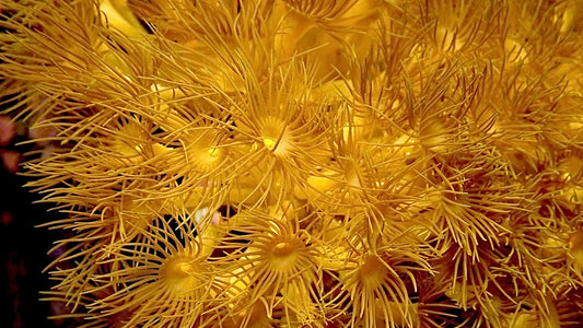Yellow parazoanthus polyps 1” frag 5+ heads (yellow in white light)