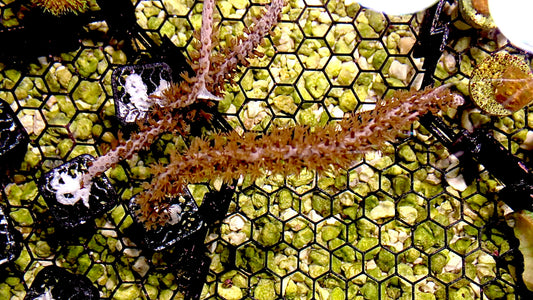 Orange spine gorgonian