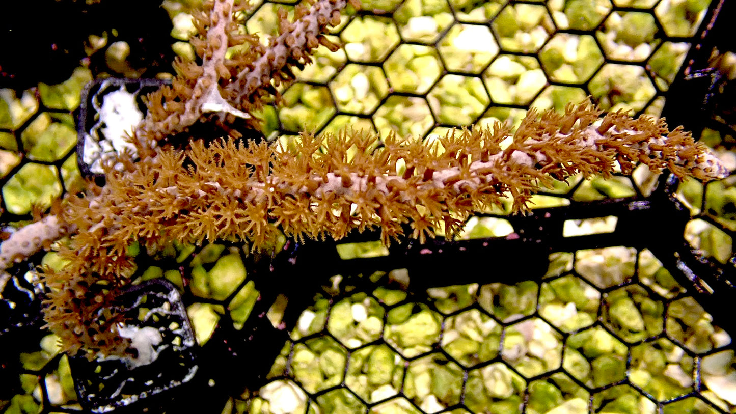 Orange spine gorgonian