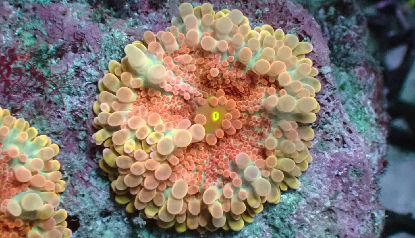 Princess peach Yuma mushroom 1” frag