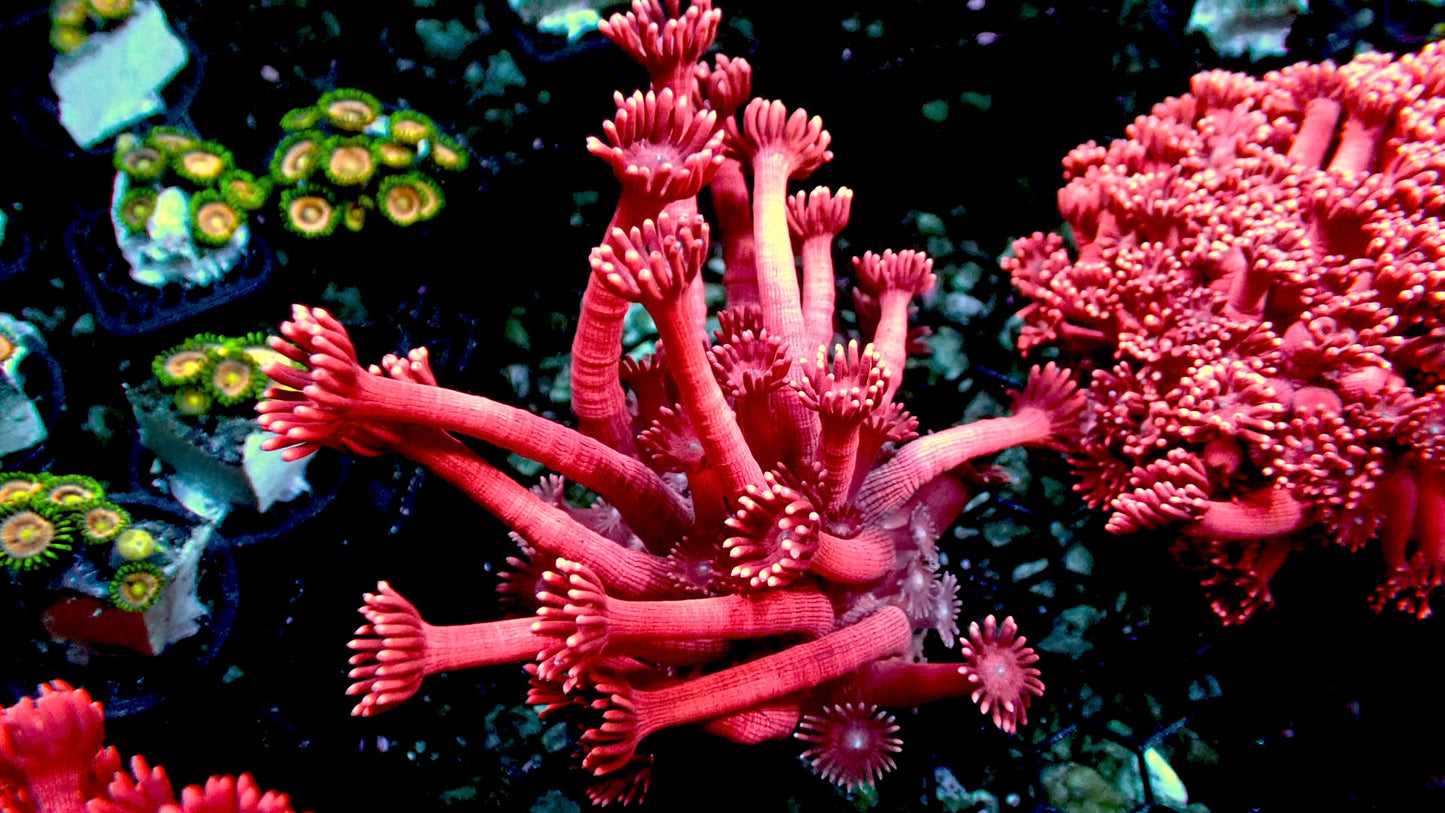 ORA red goniopora 1” frag