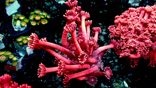 ORA red goniopora 1” frag