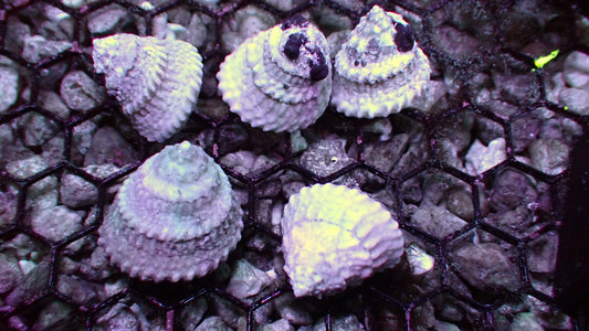 Astraea snails CUC 5-pack algae cleaners