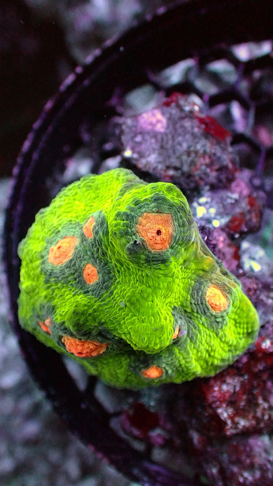 Alien eye ball chalice 2” frag WYSIWYG