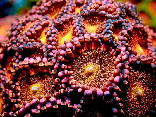 Mohawk Zoas
