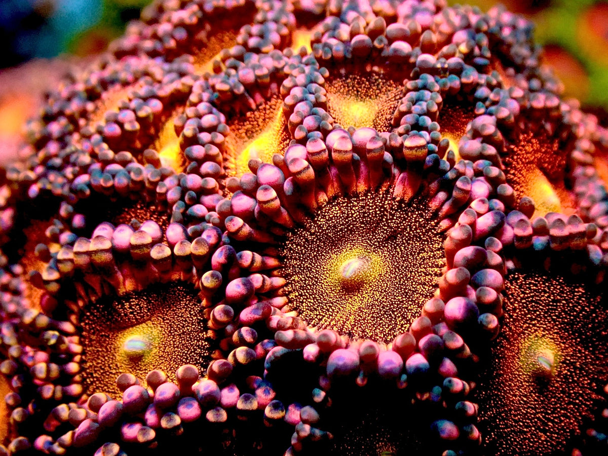 Mohawk zoas 1” frag