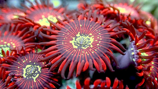 Magician zoas 1” frag 3-5+ heads