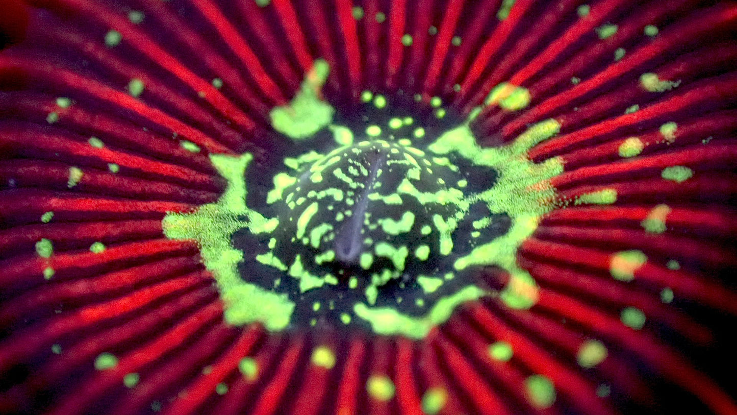 Magician zoas 1” frag 3-5+ heads