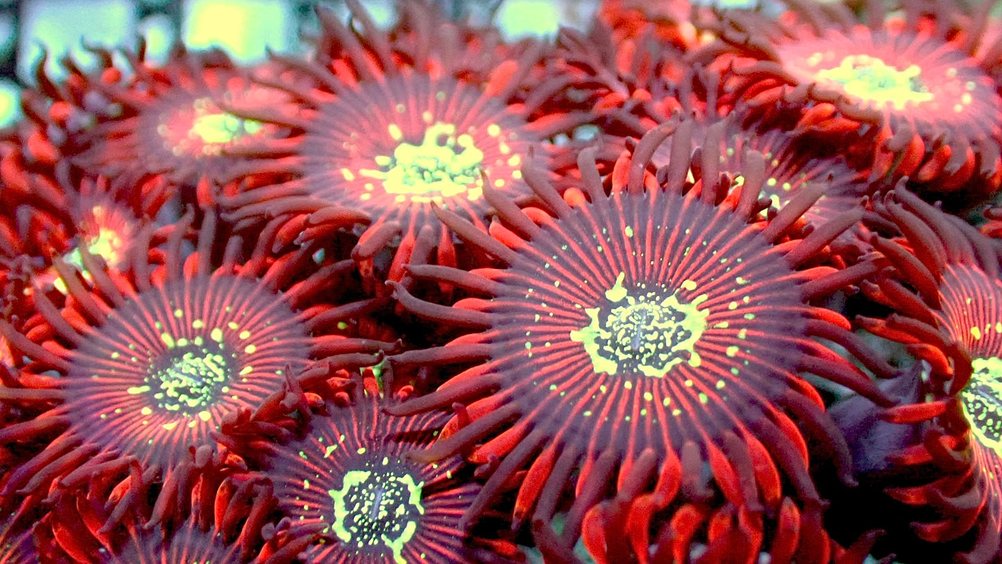 Magician zoas 1” frag 3-5+ heads