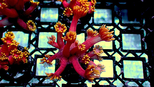 Ironman Goni 1” frag