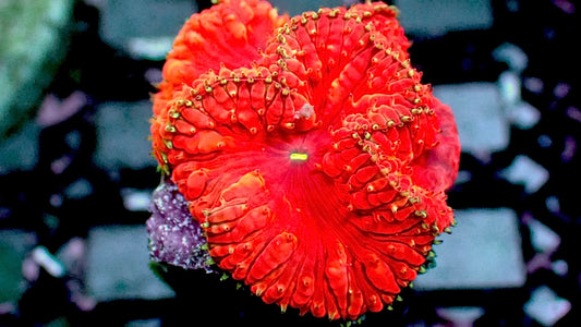 Red scarlet blastomussa 1” frag