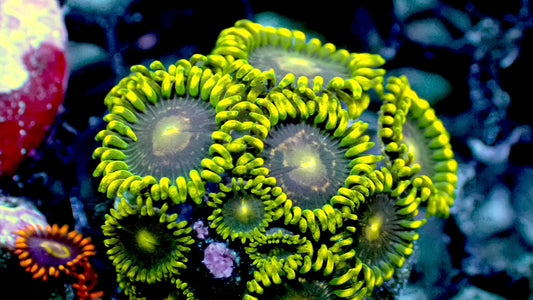 Blue steel zoas 1” frag