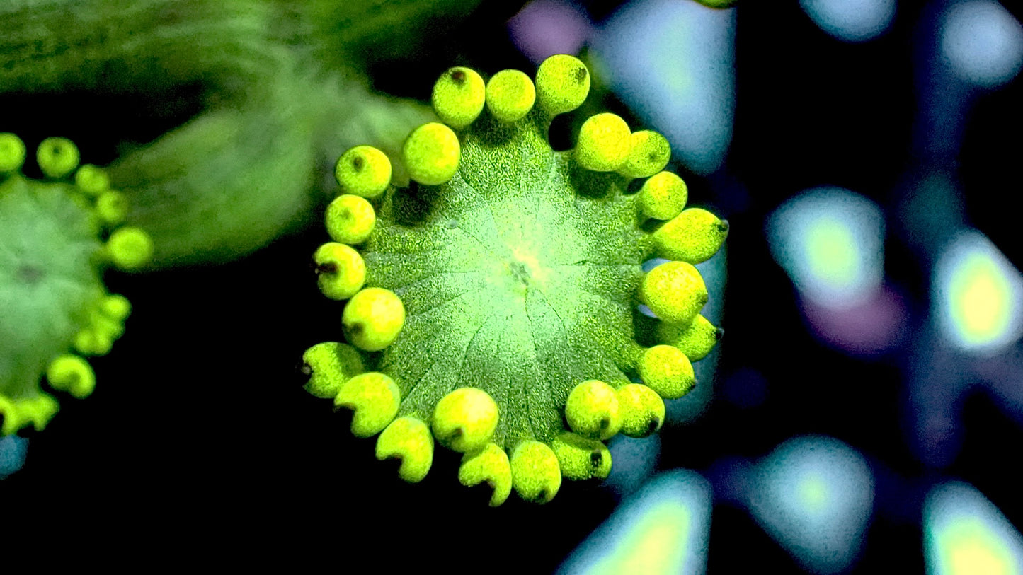 Bulbasaur Goni 1” frag