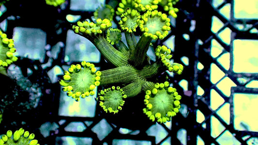 Bulbasaur Goni 1” frag