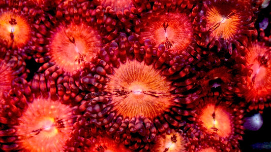 TSA Alien anti-venom zoas 1” frag 3+ heads