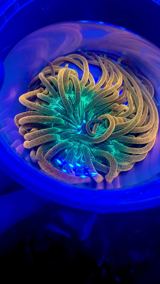 Colorado sunburst 3” WYSIWYG