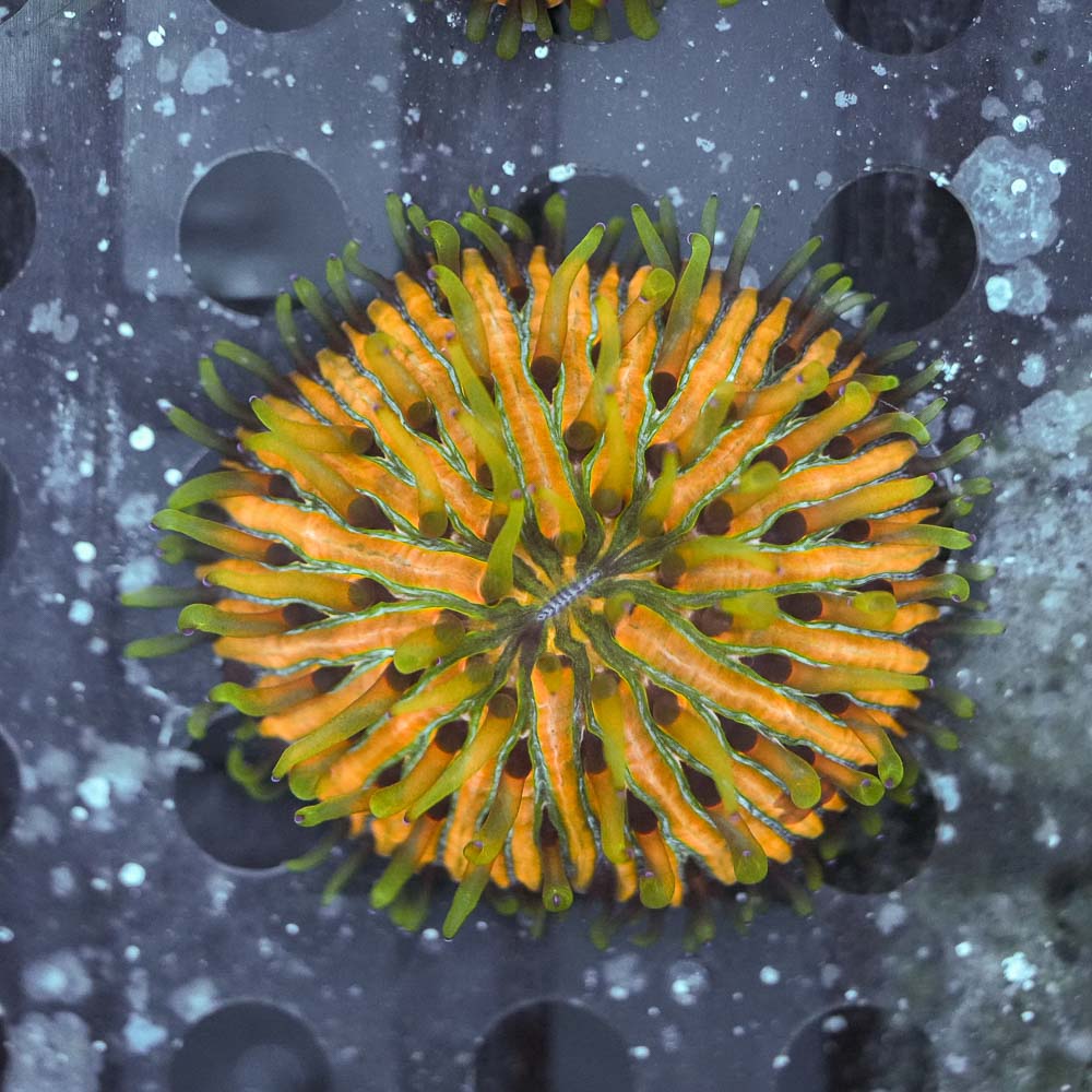 Pumpkin seed plate coral 1” WYSIWYG