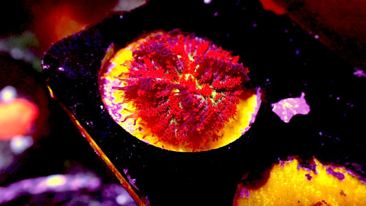 Fireball mushroom 1” frag