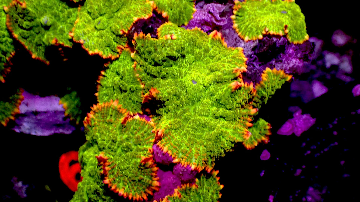 Green flame mushroom 1” frag (1-2 shroom)