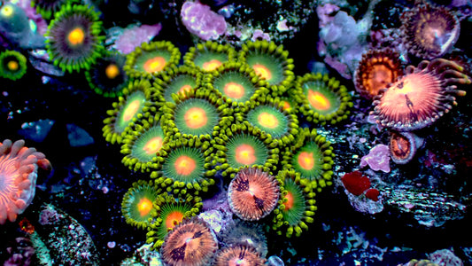Gatorade zoas 1” frag