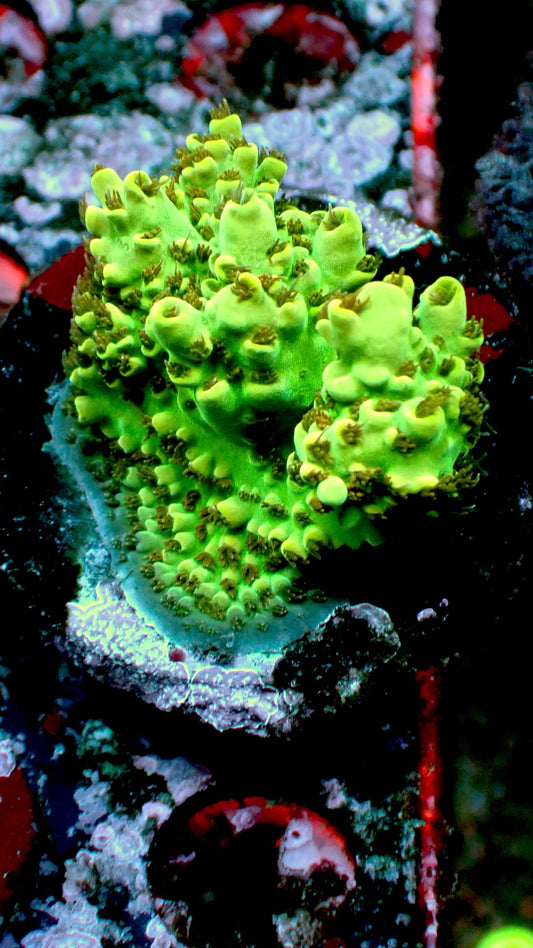 Green goblin acro 1” frag