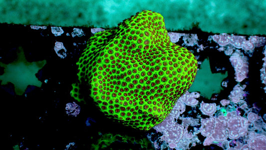 Christmas porites 1” frag