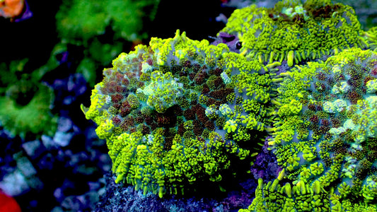 Biohazard Rhodactus mushroom 1” frag