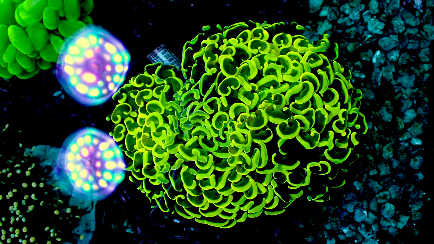 Neon yellow wall hammer 4” WYSIWYG