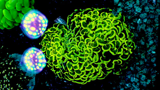 Neon yellow wall hammer 4” WYSIWYG